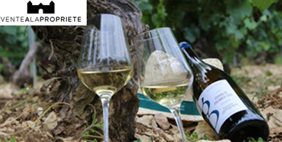 Découvrez les plus grands vins et champagnes
